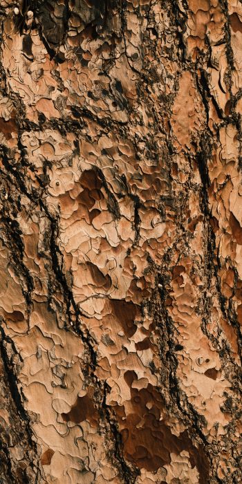 tree bark, wood, brown Wallpaper 720x1440