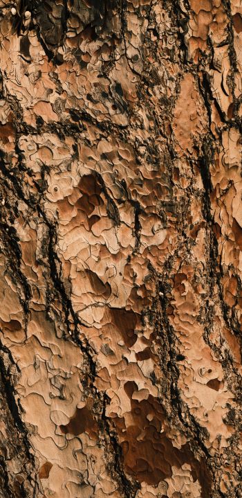 tree bark, wood, brown Wallpaper 1080x2220