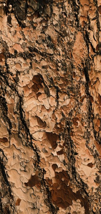 tree bark, wood, brown Wallpaper 720x1520
