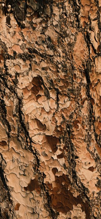 tree bark, wood, brown Wallpaper 1170x2532
