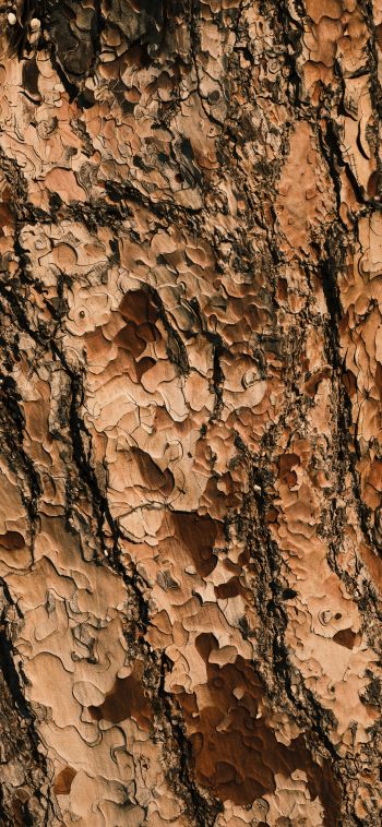 tree bark, wood, brown Wallpaper 1080x2340