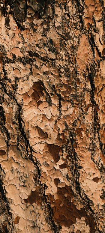 tree bark, wood, brown Wallpaper 720x1600