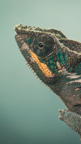 chameleon, green, wild nature Wallpaper 640x1136