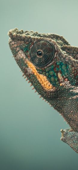 chameleon, green, wild nature Wallpaper 1080x2340