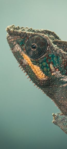 chameleon, green, wild nature Wallpaper 720x1600