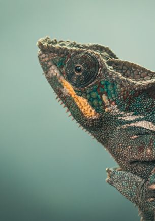 chameleon, green, wild nature Wallpaper 1668x2388