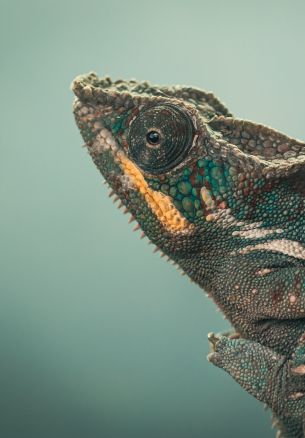 chameleon, green, wild nature Wallpaper 1640x2360