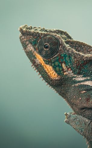 chameleon, green, wild nature Wallpaper 800x1280