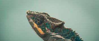 chameleon, green, wild nature Wallpaper 2560x1080