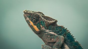 chameleon, green, wild nature Wallpaper 2560x1440