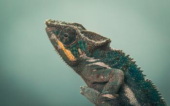 chameleon, green, wild nature Wallpaper 2560x1600