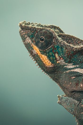 chameleon, green, wild nature Wallpaper 640x960