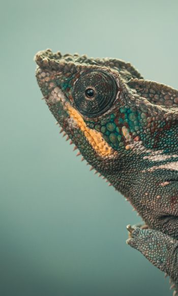 chameleon, green, wild nature Wallpaper 1200x2000
