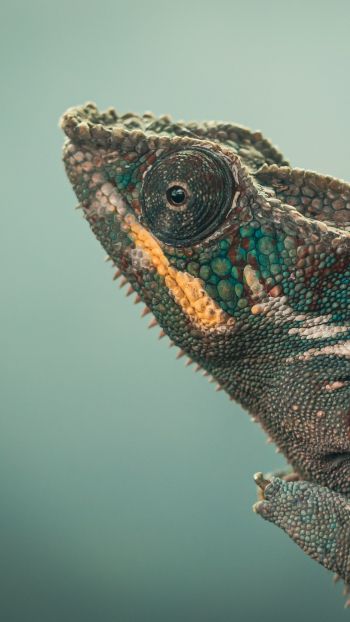 chameleon, green, wild nature Wallpaper 720x1280