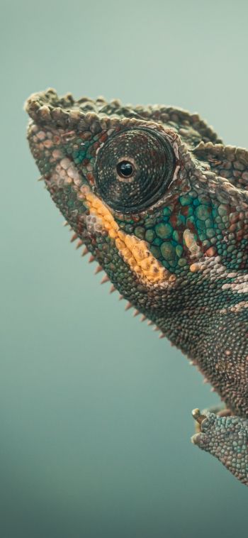 chameleon, green, wild nature Wallpaper 1080x2340
