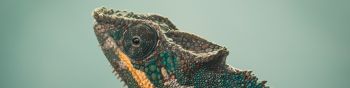 chameleon, green, wild nature Wallpaper 1590x400