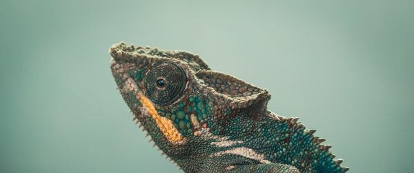 chameleon, green, wild nature Wallpaper 3440x1440