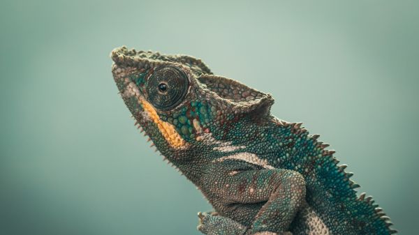 chameleon, green, wild nature Wallpaper 1280x720