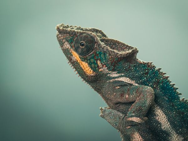 chameleon, green, wild nature Wallpaper 800x600