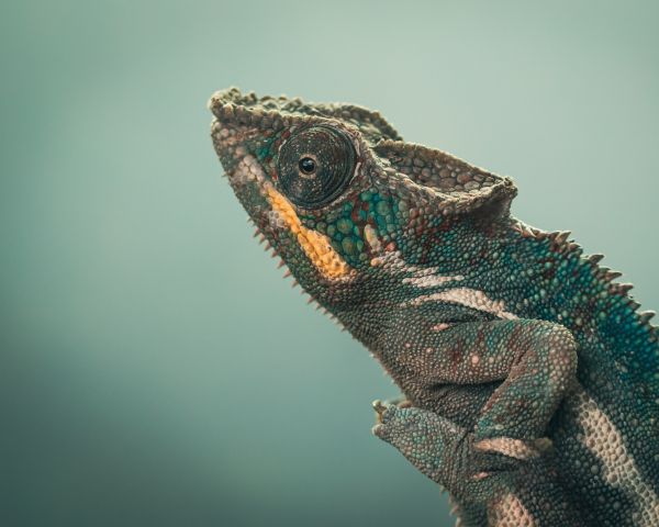 chameleon, green, wild nature Wallpaper 1280x1024