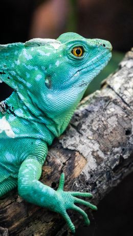 chameleon, reptile, green Wallpaper 640x1136