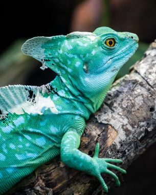 chameleon, reptile, green Wallpaper 3328x4160