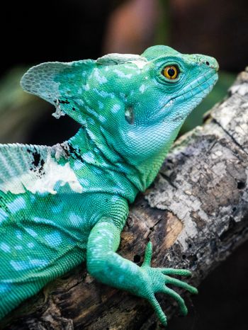 chameleon, reptile, green Wallpaper 2048x2732