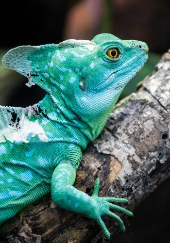 chameleon, reptile, green Wallpaper 1668x2388