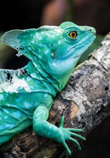 chameleon, reptile, green Wallpaper 1640x2360