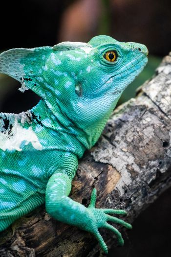 chameleon, reptile, green Wallpaper 640x960