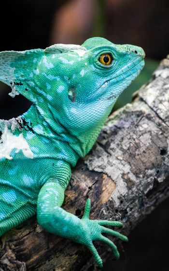 chameleon, reptile, green Wallpaper 1752x2800