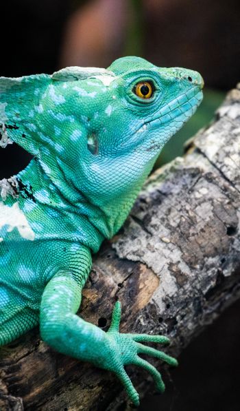 chameleon, reptile, green Wallpaper 600x1024