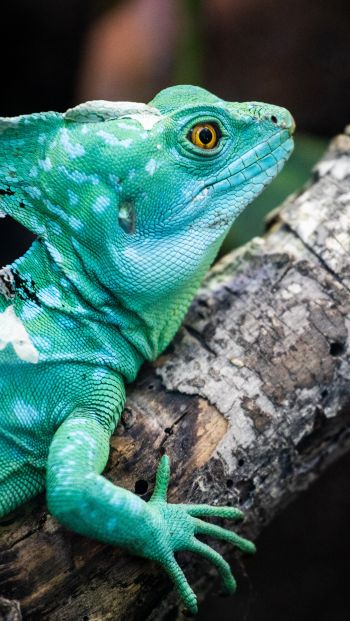 chameleon, reptile, green Wallpaper 640x1136