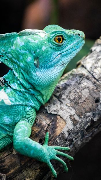 chameleon, reptile, green Wallpaper 1440x2560