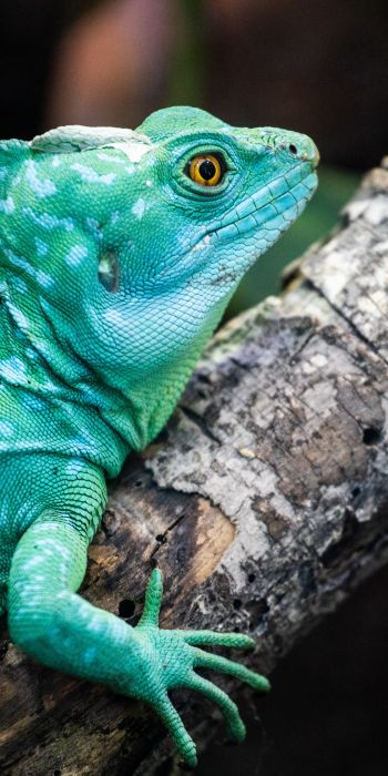 chameleon, reptile, green Wallpaper 720x1440