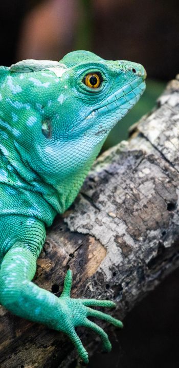 chameleon, reptile, green Wallpaper 1080x2220