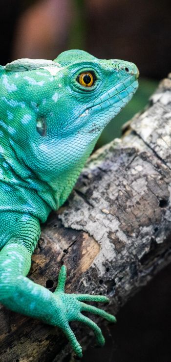 chameleon, reptile, green Wallpaper 720x1520