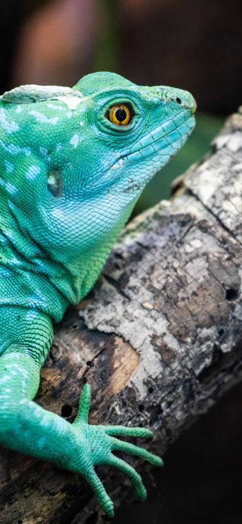 chameleon, reptile, green Wallpaper 1125x2436