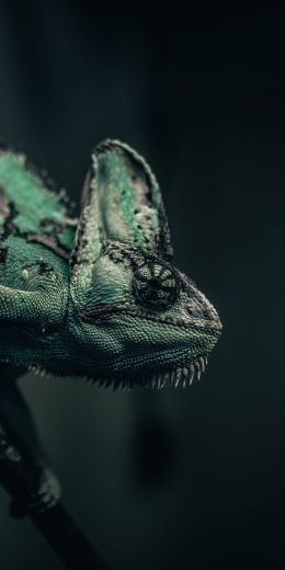 chameleon, lizard, green Wallpaper 720x1440