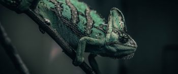 chameleon, lizard, green Wallpaper 3440x1440