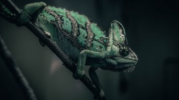 chameleon, lizard, green Wallpaper 1600x900