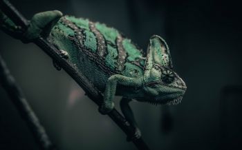 chameleon, lizard, green Wallpaper 2560x1600