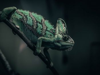 chameleon, lizard, green Wallpaper 1024x768