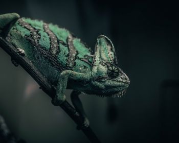 chameleon, lizard, green Wallpaper 1280x1024