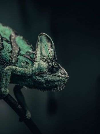chameleon, lizard, green Wallpaper 1620x2160