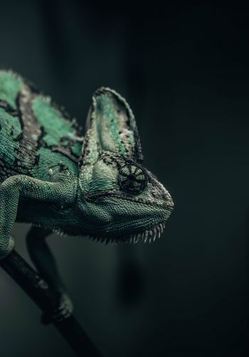 chameleon, lizard, green Wallpaper 1668x2388