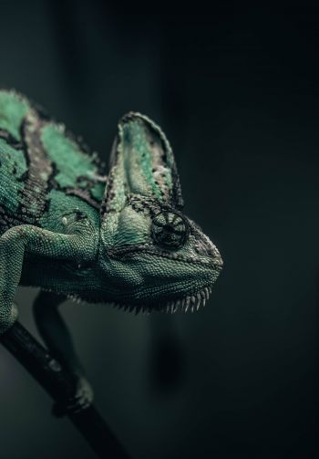 chameleon, lizard, green Wallpaper 1640x2360