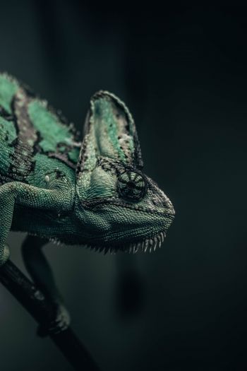chameleon, lizard, green Wallpaper 640x960