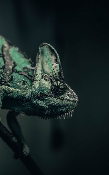 chameleon, lizard, green Wallpaper 1752x2800