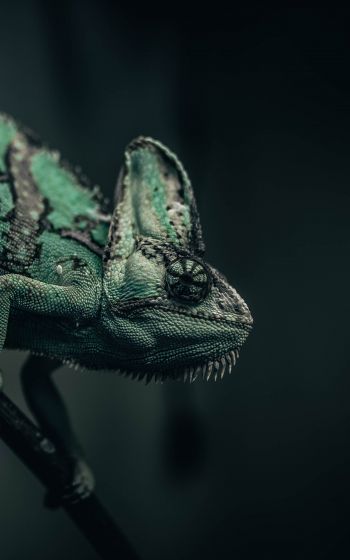 chameleon, lizard, green Wallpaper 1600x2560